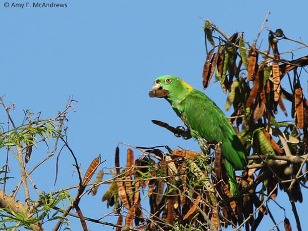 Yellow-naped Amazons: Research and Outreach