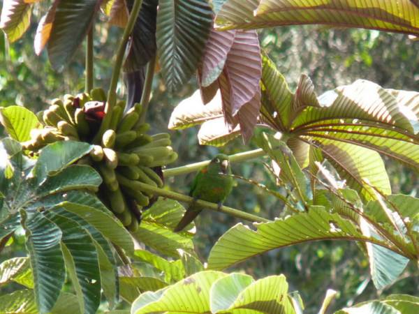 Santa Marta Conure Conservation and Research