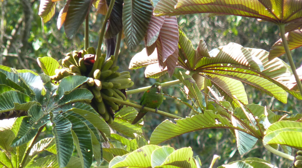 Santa Marta Conure Conservation and Research