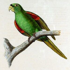 An illustration depicts a Puerto Rican Parakeet