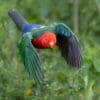 A wild Australian King Parrot flies at the camera