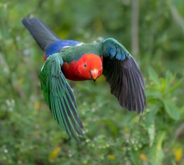 A wild Australian King Parrot flies at the camera