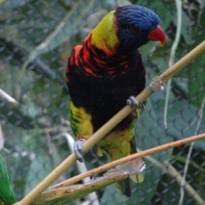 A Biak Lorikeet perches on a twig