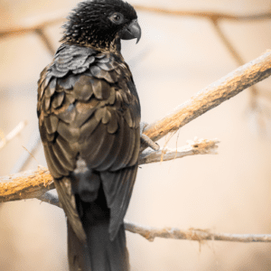 A Black Lory perches on a branch