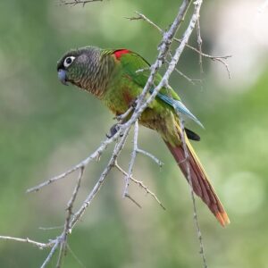 A wild Blaze-winged Conure perches on twiggy branches