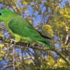 A Blue-headed Racquet-tailed Parrot perches on a branch