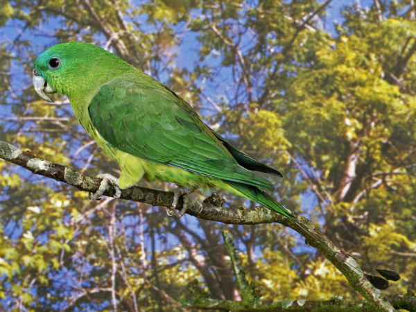 A Blue-headed Racquet-tailed Parrot perches on a branch