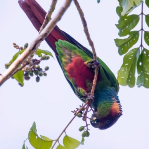 A wild Blue-throated Conure feeds on berries