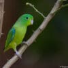 A wild Blue-winged Parrotlet perches on a thorny branch