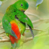 A wild female Blue-crowned Hanging Parrot preens