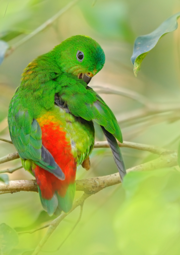 A wild female Blue-crowned Hanging Parrot preens