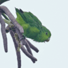 A wild Blue-winged Parrotlet perches on a branch