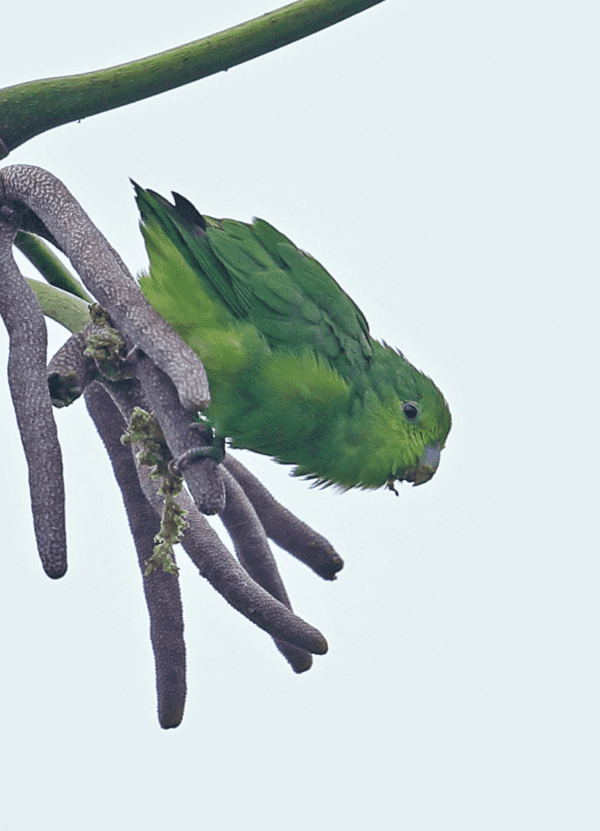 A wild Blue-winged Parrotlet perches on a branch