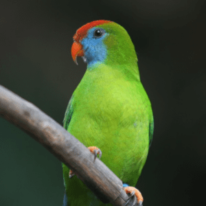 A Camiguin Hanging Parrot perches on a branch