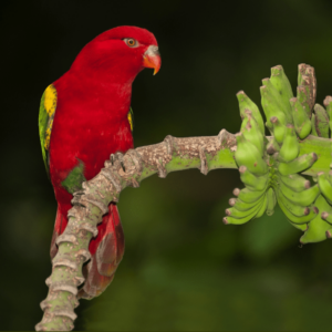 A wild Chattering Lory perches on a banana tree