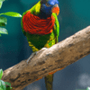 A Coconut Lorikeet perches on a branch