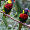 Wild Coconut Lorikeets perch on a limb