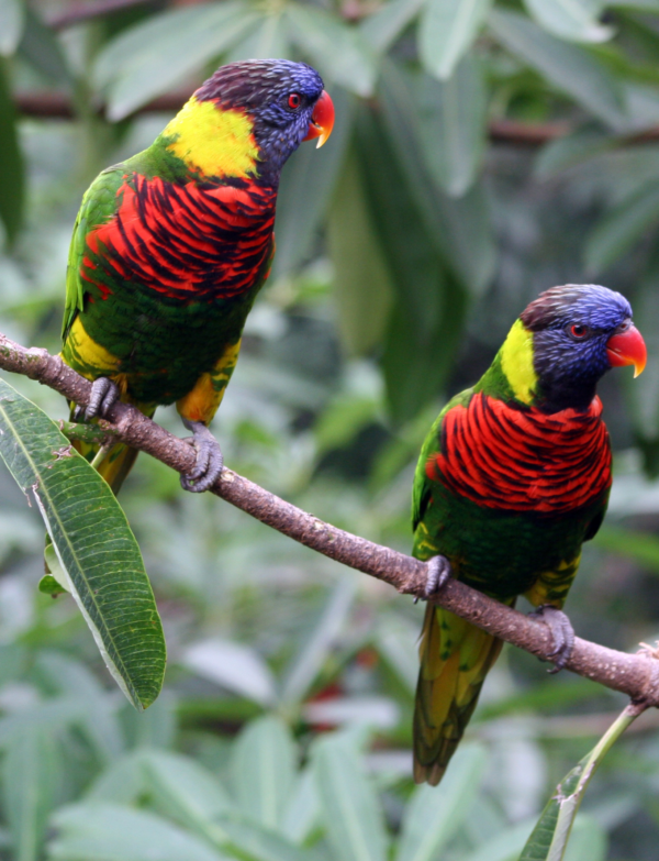 Wild Coconut Lorikeets perch on a limb