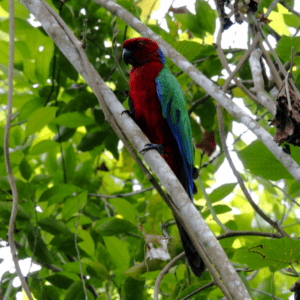 A wild Crimson Shining Parrot perches on a limb