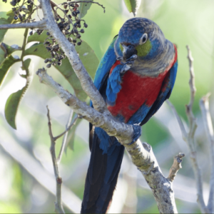 A wild Crimson-bellied Conure perches on one foot