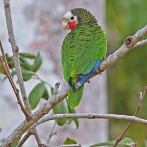 A wild Cuban Amazon perches in a tree