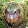 A wild Kākāpō feeds on vegetation