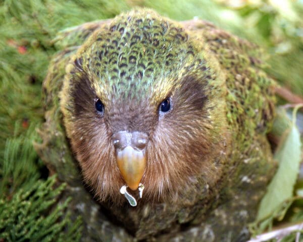 A wild Kākāpō feeds on vegetation