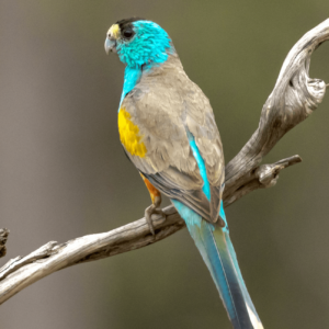 A wild male Golden-shouldered Parrot perches on a branch