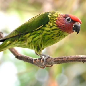 A Goldie's Lorikeet perches on a branch