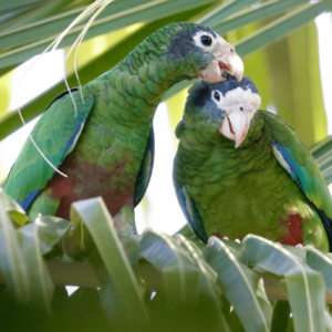 Wild Hispaniolan Amazons preen each other