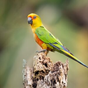 A wild Jandaya Conure poses on a stump