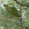 A wild Jardine's Parrot feeds in a tree