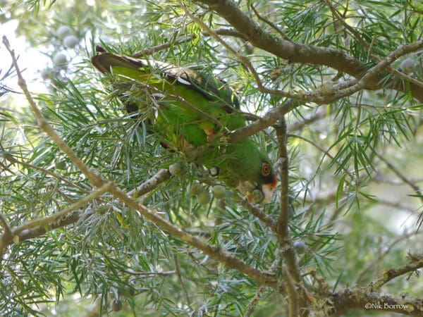 A wild Jardine's Parrot feeds in a tree