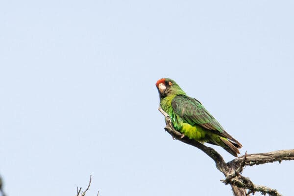 A wild Jardine's Parrot perches on a branch