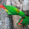 A pair of Blue-crowned Hanging Parrots inspect a nest cavity