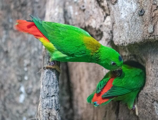 A pair of Blue-crowned Hanging Parrots inspect a nest cavity