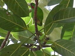 A wild Flores Hanging Parrot hides in the forest canopy