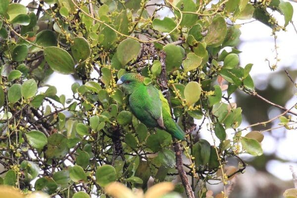 A wild female Madarasz's Tiger Parrot climbs among leafy branches