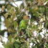 A wild male Madarasz's Tiger Parrot perches in a leafy tree