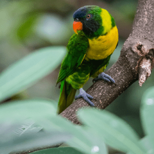 A wild Marigold Lorikeet perches on a limb