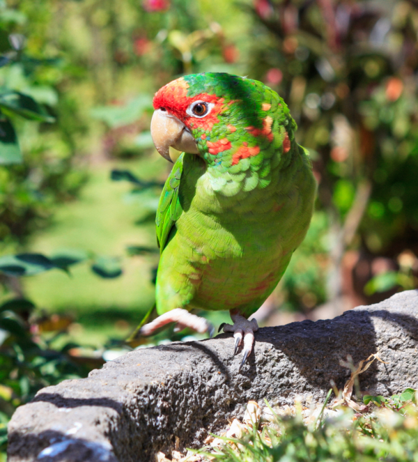 A wild Mitred Conure perches on a stone border