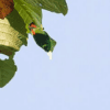 A wild Moluccan Hanging Parrot dangles upside down