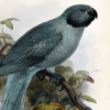 An illustration depicts a Newton's Parakeet