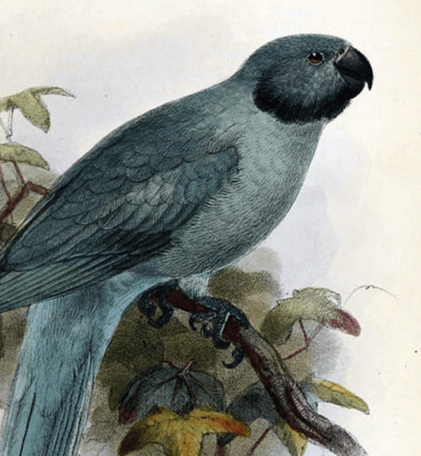 An illustration depicts a Newton's Parakeet