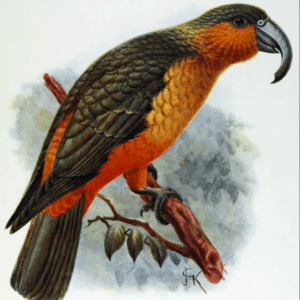 An illustration shows an extinct Norfolk Island Kākā