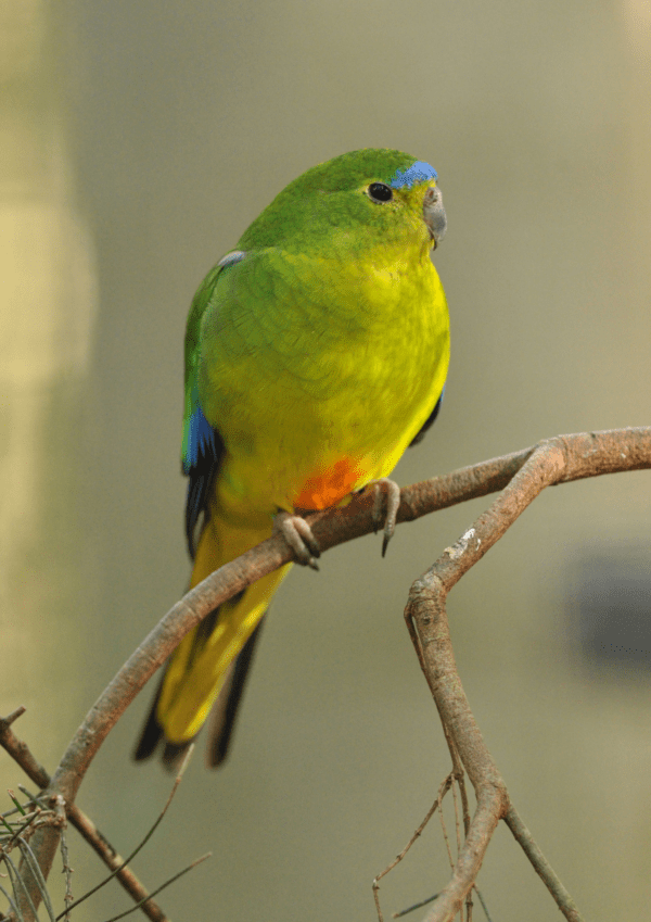 An Orange-bellied Parrot perches on a branch