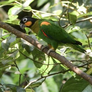 A wild Orange-cheeked Parrot perches on a branch