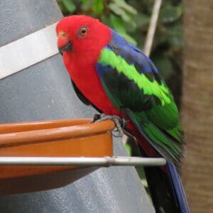 A Papuan King Parrot perches on a feeder