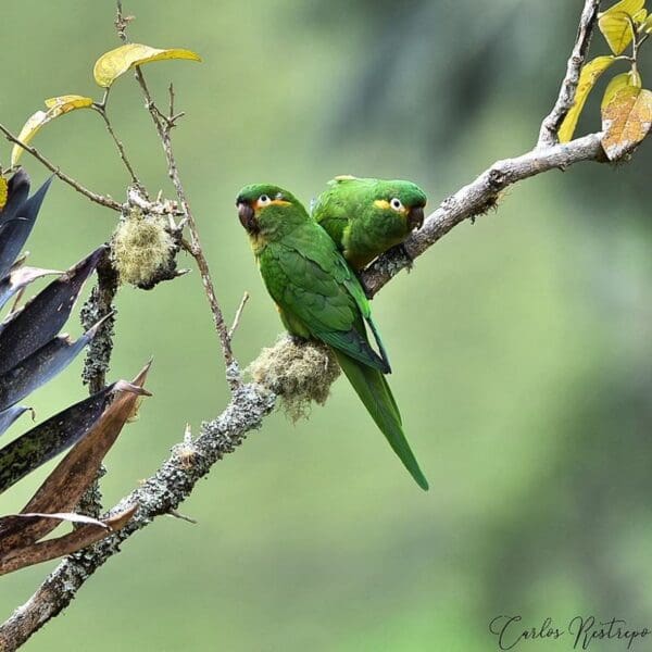 Wild Golden-plumed Conures perch on a mossy branch