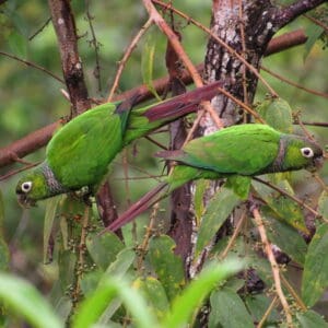 Wild Maroon-tailed Conures forage for berries